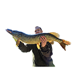 Raubfischshop